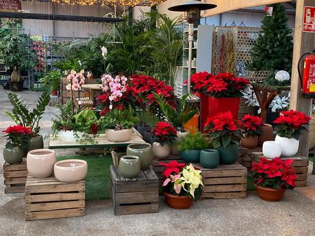 CUANDO LA MAGIA DE NAVIDAD ESTÁ EN LOS CENTROS DE JARDINERIAS 9 CUANDO LA MAGIA DE NAVIDAD ESTÁ EN LOS CENTROS DE JARDINERIAS 9