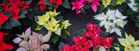 CUANDO LA MAGIA DE NAVIDAD ESTÁ EN LOS CENTROS DE JARDINERIAS 11 CUANDO LA MAGIA DE NAVIDAD ESTÁ EN LOS CENTROS DE JARDINERIAS 11