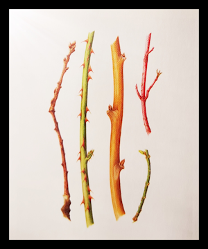 Canciones de amor. Poemas (Sara Teasdale).