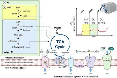 Tener el hígado graso disminuye la capacidad para obtener energía. Tener el hígado graso disminuye la capacidad para obtener energía.