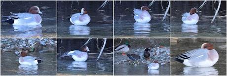 Otro Silbón en el Besòs Otro Silbón en el Besòs