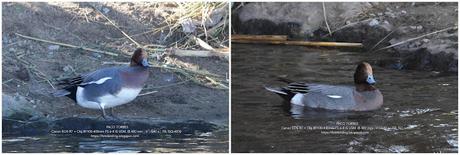 Otro Silbón en el Besòs Otro Silbón en el Besòs