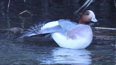 Otro Silbón en el Besòs Otro Silbón en el Besòs