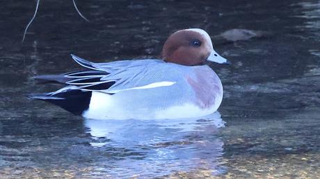 Otro Silbón en el Besòs Otro Silbón en el Besòs