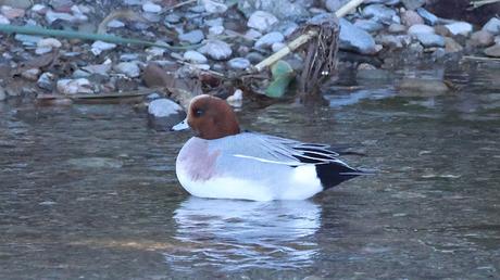 Otro Silbón en el Besòs Otro Silbón en el Besòs