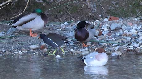 Otro Silbón en el Besòs Otro Silbón en el Besòs