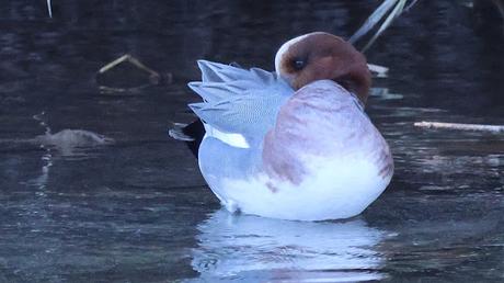 Otro Silbón en el Besòs Otro Silbón en el Besòs
