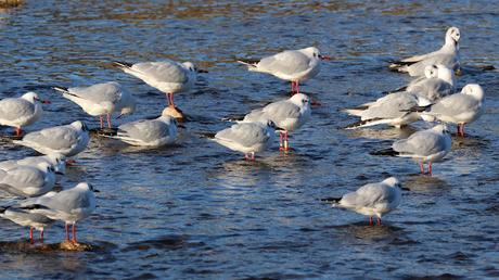 Una gaviota reidora polaca en el Parc Fluvial Besòs: 1.800 km de viaje Una gaviota reidora polaca en el Parc Fluvial Besòs: 1.800 km de viaje