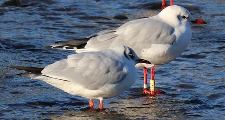 Una gaviota reidora polaca en el Parc Fluvial Besòs: 1.800 km de viaje Una gaviota reidora polaca en el Parc Fluvial Besòs: 1.800 km de viaje