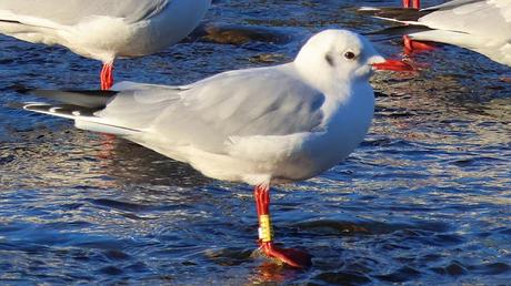 Una gaviota reidora polaca en el Parc Fluvial Besòs: 1.800 km de viaje Una gaviota reidora polaca en el Parc Fluvial Besòs: 1.800 km de viaje