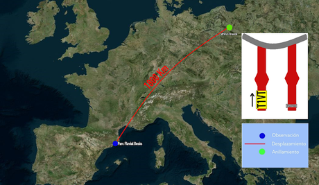 Una gaviota reidora polaca en el Parc Fluvial Besòs: 1.800 km de viaje Una gaviota reidora polaca en el Parc Fluvial Besòs: 1.800 km de viaje