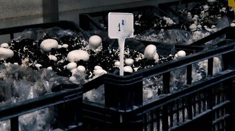 Piden 8 años para un acusado de violar en la calle a una mujer afectada por consumo de alcohol en Albacete Piden 8 años para un acusado de violar en la calle a una mujer afectada por consumo de alcohol en Albacete