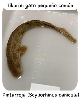 Pintarroja TiburĂłn Gato pequeĂąo comĂşn