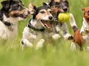archivo blog. perros. publicado 24/11/2011 (reeditada)