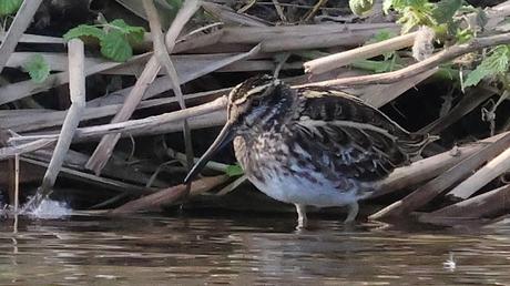 Agachadiza chica en el Parc Fluvial del Besòs. Vuelve por tercer año al mismo lugar. Agachadiza chica en el Parc Fluvial del Besòs. Vuelve por tercer año al mismo lugar.