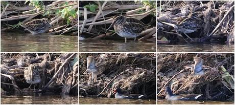 Agachadiza chica en el Parc Fluvial del Besòs. Vuelve por tercer año al mismo lugar. Agachadiza chica en el Parc Fluvial del Besòs. Vuelve por tercer año al mismo lugar.