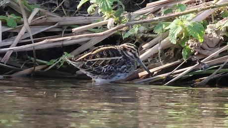 Agachadiza chica en el Parc Fluvial del Besòs. Vuelve por tercer año al mismo lugar. Agachadiza chica en el Parc Fluvial del Besòs. Vuelve por tercer año al mismo lugar.