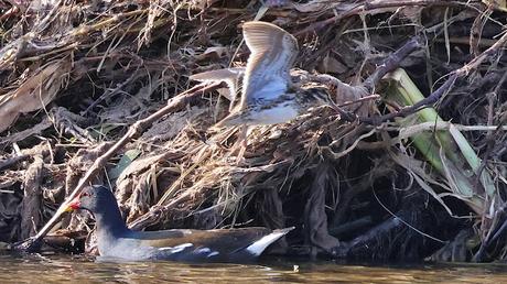 Agachadiza chica en el Parc Fluvial del Besòs. Vuelve por tercer año al mismo lugar. Agachadiza chica en el Parc Fluvial del Besòs. Vuelve por tercer año al mismo lugar.