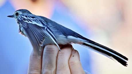 Lavandera Blanca anillada recuperada en Sant Adrià de Besòs Lavandera Blanca anillada recuperada en Sant Adrià de Besòs