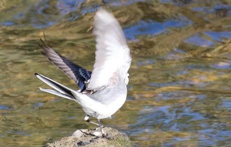 Lavandera Blanca anillada recuperada en Sant Adrià de Besòs Lavandera Blanca anillada recuperada en Sant Adrià de Besòs