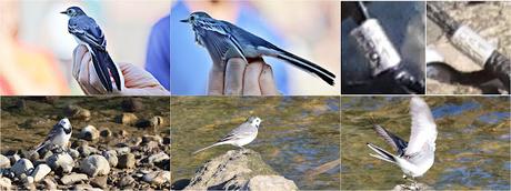 Lavandera Blanca anillada recuperada en Sant Adrià de Besòs Lavandera Blanca anillada recuperada en Sant Adrià de Besòs