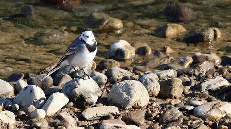 Lavandera Blanca anillada recuperada en Sant Adrià de Besòs Lavandera Blanca anillada recuperada en Sant Adrià de Besòs