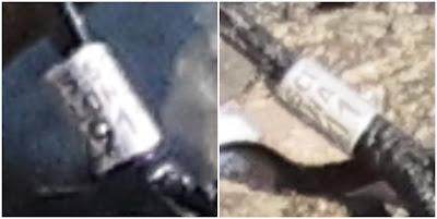 Lavandera Blanca anillada recuperada en Sant Adrià de Besòs Lavandera Blanca anillada recuperada en Sant Adrià de Besòs