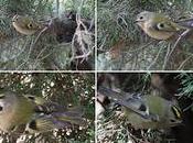 vuelto encontrar Reyezuelo sencillo (Regulus