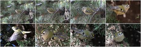 Hoy he vuelto a encontrar al Reyezuelo sencillo (Regulus ... Hoy he vuelto a encontrar al Reyezuelo sencillo (Regulus ...