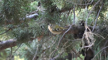 Hoy he vuelto a encontrar al Reyezuelo sencillo (Regulus ... Hoy he vuelto a encontrar al Reyezuelo sencillo (Regulus ...