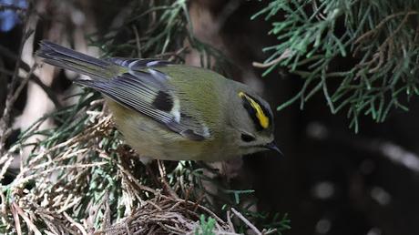 Hoy he vuelto a encontrar al Reyezuelo sencillo (Regulus ... Hoy he vuelto a encontrar al Reyezuelo sencillo (Regulus ...