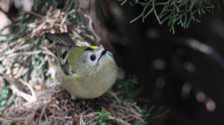 Hoy he vuelto a encontrar al Reyezuelo sencillo (Regulus ... Hoy he vuelto a encontrar al Reyezuelo sencillo (Regulus ...