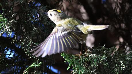 Hoy he vuelto a encontrar al Reyezuelo sencillo (Regulus ... Hoy he vuelto a encontrar al Reyezuelo sencillo (Regulus ...