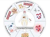 obesidad niveles bajos colina causan afectación cerebral