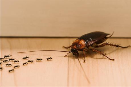 Vinfermatón cucarachas y hormigas; el aliado esencial contra las plagas más persistentes del hogar Vinfermatón cucarachas y hormigas; el aliado esencial contra las plagas más persistentes del hogar