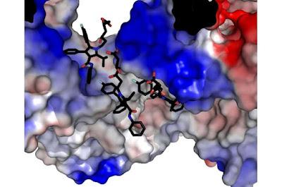 Cómo detener el daño que causan las estatinas a los músculos Cómo detener el daño que causan las estatinas a los músculos