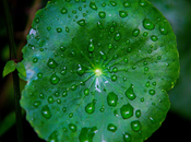 beneficios centella asiática rutina skincare