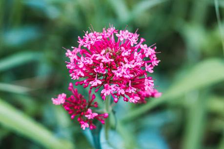Flores de valeriana