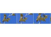 Mosquitero Bilistado Parc Litoral Sant Adrià Besòs