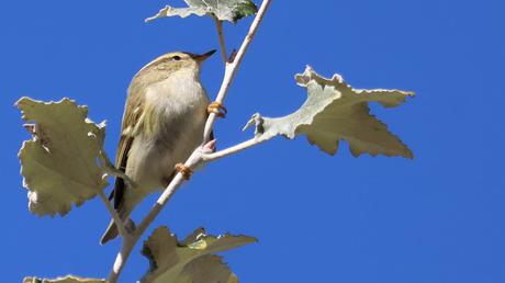 Mosquitero Bilistado en el Parc del Litoral de Sant Adrià de Besòs
