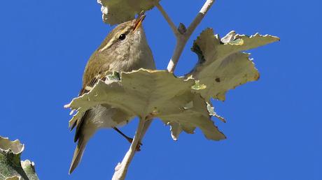 Mosquitero Bilistado en el Parc del Litoral de Sant Adrià de Besòs