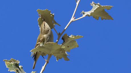 Mosquitero Bilistado en el Parc del Litoral de Sant Adrià de Besòs