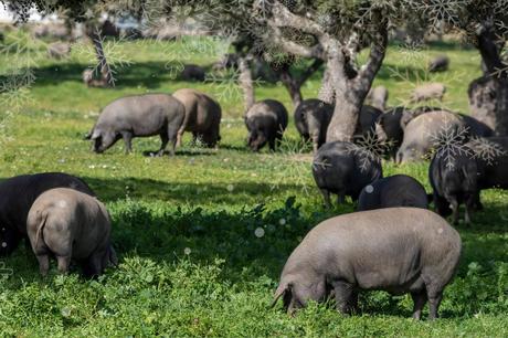 Navidad ibérica en Higuera de la Sierra; Paulino presenta sus jamones y chacinas de producción propia en edición limitada Navidad ibérica en Higuera de la Sierra; Paulino presenta sus jamones y chacinas de producción propia en edición limitada