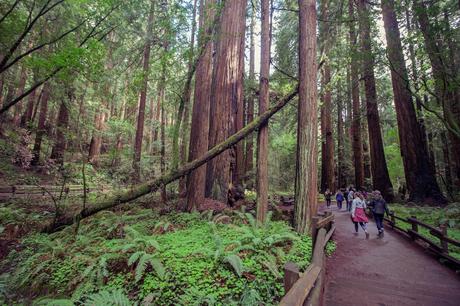 Monumento Nacional Muir Woods