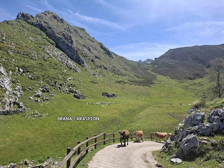 Puente la Vidre-Braña Caraspión-Cuetu las Vacas-Cuetu Legua