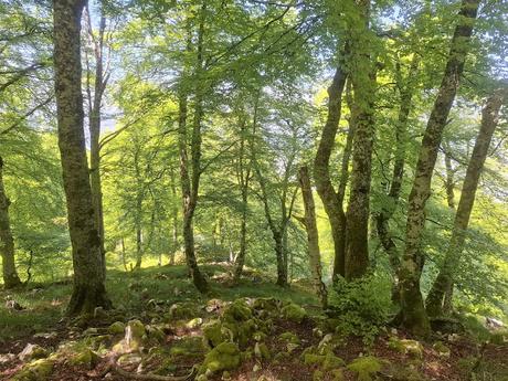 Puente la Vidre-Braña Caraspión-Cuetu las Vacas-Cuetu Legua
