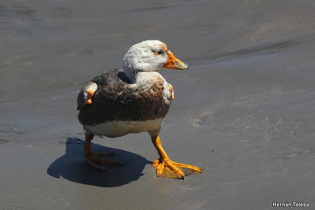 Punta Tombo (diciembre 2024)