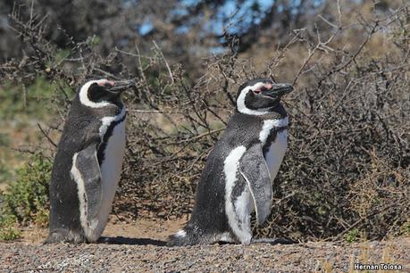Punta Tombo (diciembre 2024)