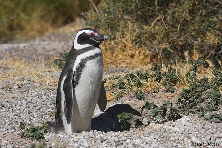 Punta Tombo (diciembre 2024)