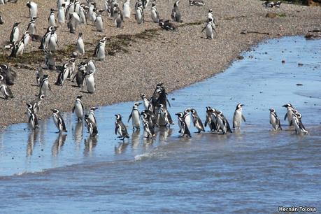 Punta Tombo (diciembre 2024)
